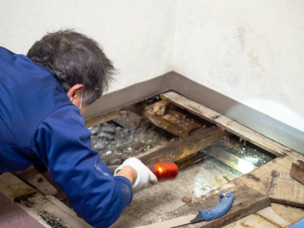 Best Kitchen Mold Remediation in Roberta, GA