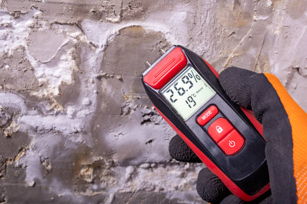 Best Black Mold Remediation in Roberta, GA