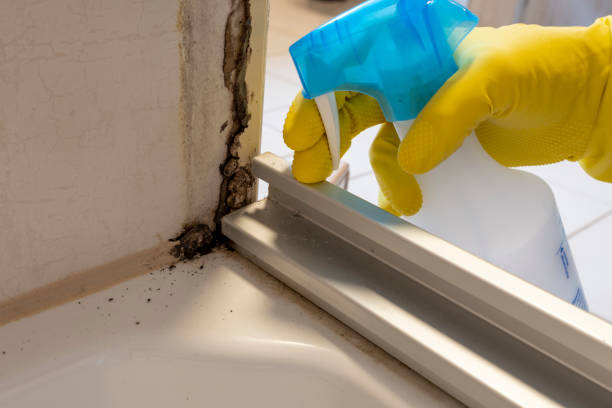 Best Preventive Mold Services in Roberta, GA