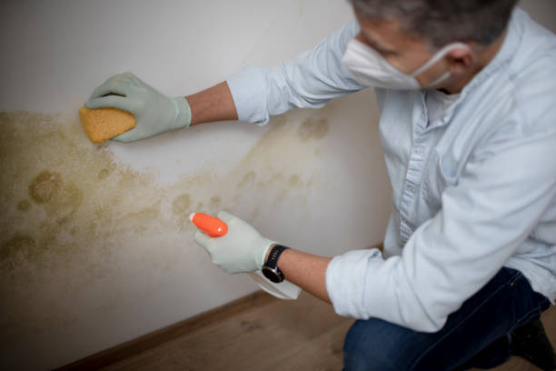 Best Post-Flood Mold Remediation in Roberta, GA