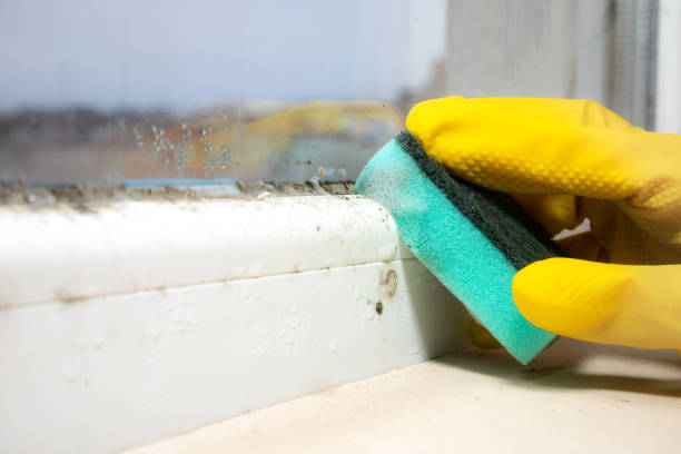 Best Commercial Mold Remediation in Roberta, GA