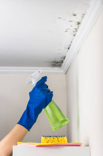 Best HVAC Mold Remediation in Roberta, GA