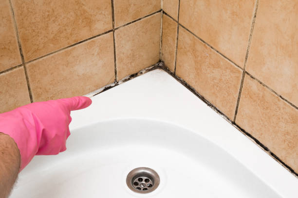 Professional Mold Remediation in Roberta, GA