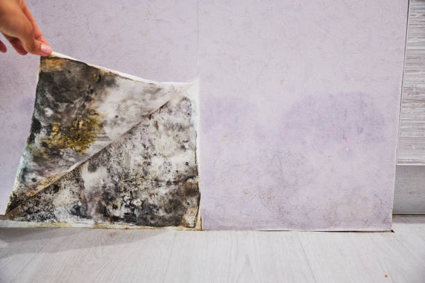 Best Mold Remediation for Specific Building Types in Roberta, GA